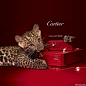 ipad-wallpaper-cartier.jpg (1024×1024)