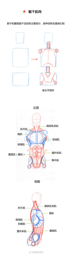 成功扑倒的弟弟采集到胸腔