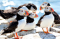 Puffins, Inner Farne, National Trust | 相片擁有者 Jim_Higham