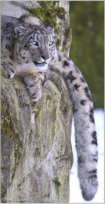 雪豹（Snow leopard）这种生物...