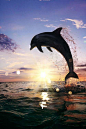 Beautiful Dolphin Jumping from Shining Water_程天太 - 美丽鸟