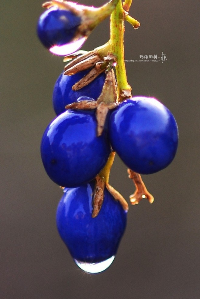 一度迷上麦冬宝石蓝的果子，大自然是那美妙...