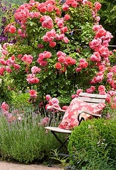 ざ陌浅采集到庭院の花