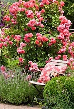 旁边的玫瑰和薰衣草的花园椅