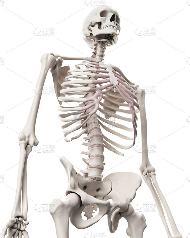 胸腔,顺序,人类骨架,生物学,人,白色背...