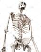 胸腔,顺序,人类骨架,生物学,人,白色背景,男人,垂直画幅,图像