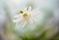 Photograph Stitchwort by Mandy Disher on 500px