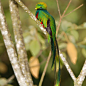 Quetzal