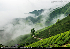 北行见杏花采集到茶