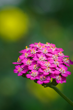 志行采集到花