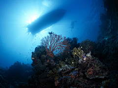 追梦踏浪采集到生物