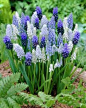 Grape Hyacinth Muscari Delft Blue Mixture from Netherland Bulb