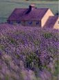 唯美风景图片，我想和你一起去普罗旺斯，融入紫色的薰衣草花海中。