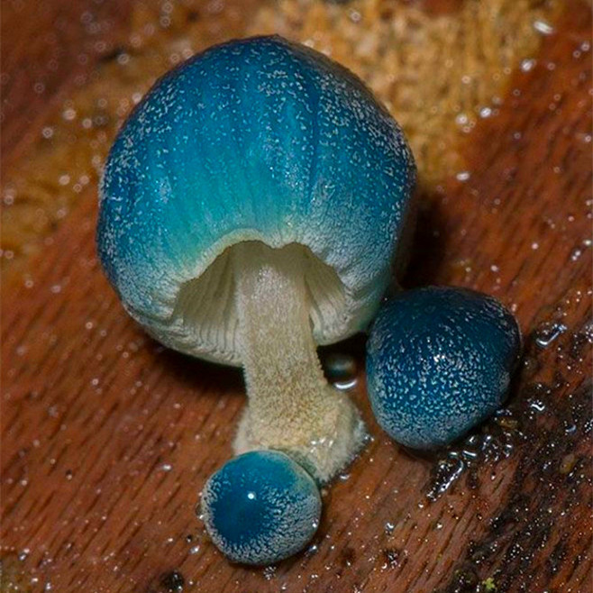 【自然生态】蘑菇摄影图集