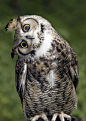 Great Horned Owl: 