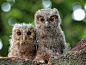 Photograph two owlets  by Irawan Subingar on 500px