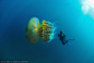 摄影师日本遇世界上最大水母：相比之下人娇小 : 越前水母是一种巨型水母，直径一般超过1米，部分个体甚至达到2-3米。