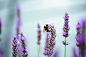 Flower Photograph - Bumblebee And Lavender by Nailia Schwarz