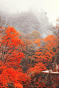 四川光雾山的枫林，一派的水墨秋色枫叶红。