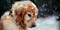 Snow Dog Twitter Cover & Twitter Background | TwitrCovers #萌#