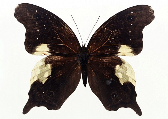百种蝴蝶标本图片