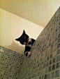 洗澡,偷看,黑白猫 #萌#