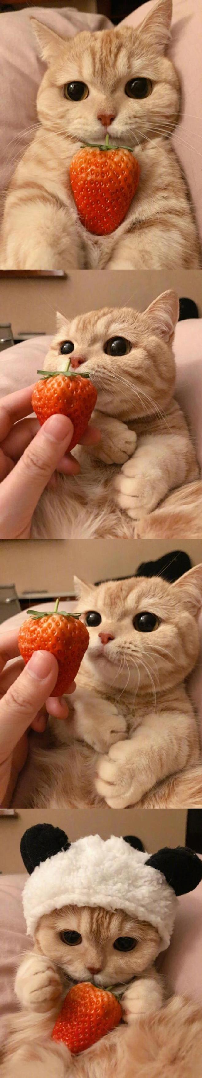 橘猫沙梨Sally ​​​​快来吸猫 ​...