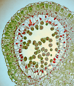 郑小钱cells采集到Cells