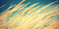 Grain Macro Wheat Twitter Cover & Twitter Background | TwitrCovers