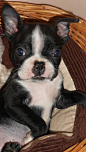 7 week old Boston Terrier puppy | Bostons | Pinterest