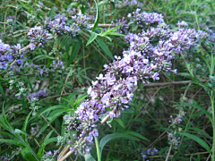 流年色玥落倾城采集到百花物语——丁香花