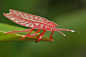 Tessaratomid盾的bug仙（Tessaratomidae）在雲南   中國發現的。