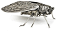 A silver articulated model of a cicada By Muneyoshi, Meiji period (late 19th century)
