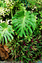 热带植物摄影图__其他生物_生物世界_摄影图库_昵图网nipic.com