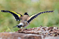 红额金翅雀 Carduelis carduelis 雀形目 燕雀科 红额金翅雀属
.European Goldfinch Take-off by François Schneider on 500px