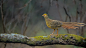 树间漫步的红腹锦鸡妹妹(Golden Pheasant) by Proust  on 500px