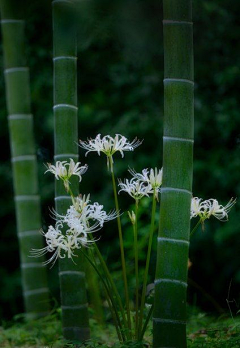 秋逸雅采集到梅兰竹菊