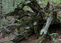 Gnarly lichen coverd tree roots by Chris Foran on 500px