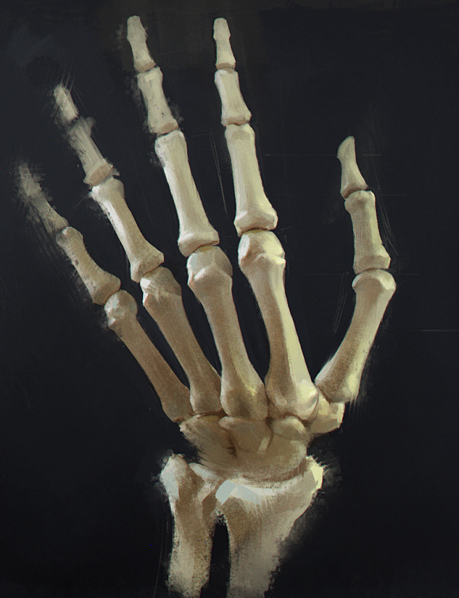 Hand's anatomy
