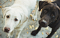 animals couple dogs nature pets wallpaper (#2960683) / Wallbase.cc