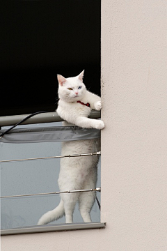 海龙王GG采集到猫咪/喵星人/动物