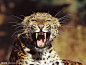 豹子摄影图_生物世界——野生动物