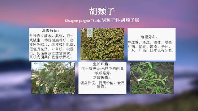 100种 · 常用园林植物，图文并茂 :...