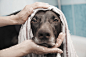 Close up portrait serious black dog being bathed by Caia Images on 500px