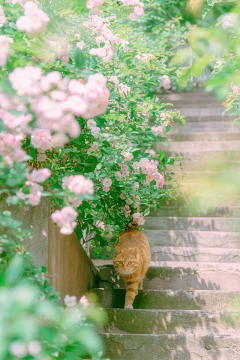 铁勺猫采集到萌宠