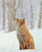 狐狸与雪