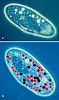 Paramecium multimicronucleatum -