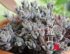 依言采集到植物私生活