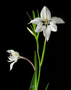 流年色玥落倾城采集到百花物语——百合花开