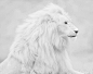 "White Lion" in ATXFAVS : White Lion